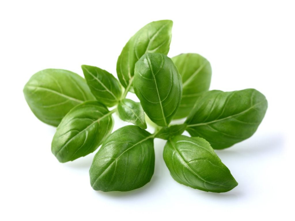 Basil