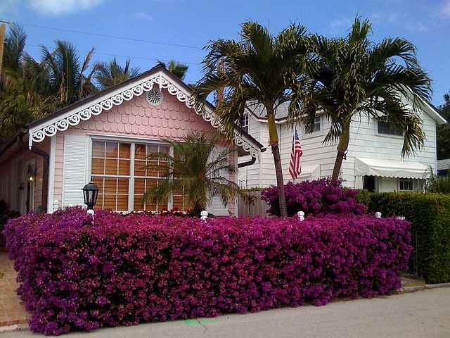 Beachy Hedges 