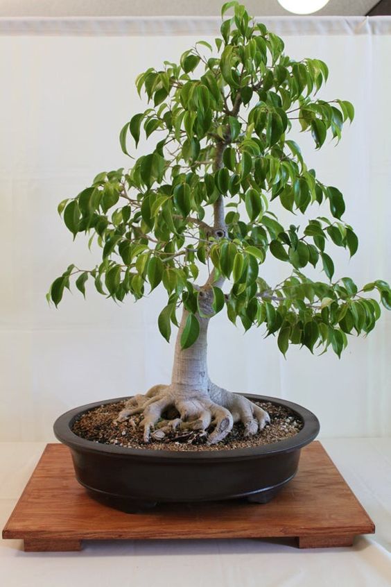 Benjamin Ficus