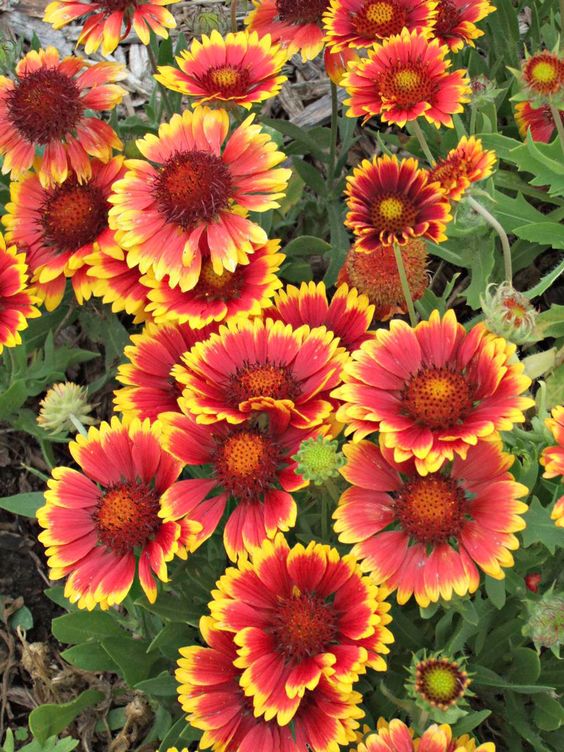 Blanket Flowers