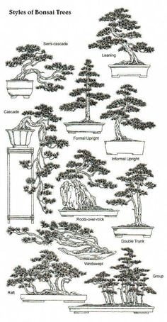 Bonsai Styles