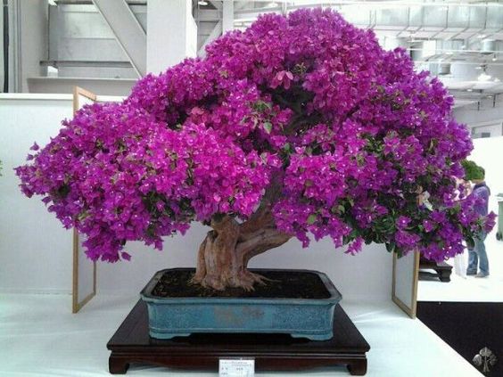 Bougainvillea