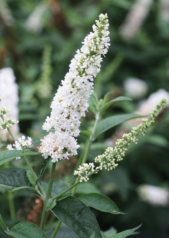 Butterfly Bush