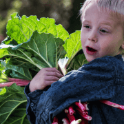 Can I Grow Rhubarb in a Container? Let Us Find Out.