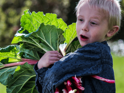 Can I Grow Rhubarb in a Container? Let Us Find Out.