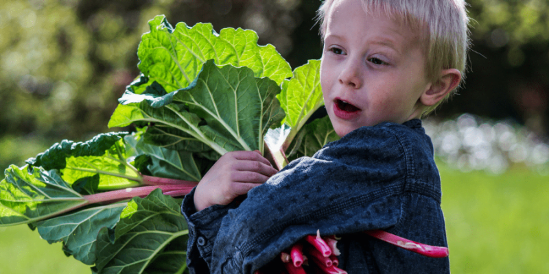 Can I Grow Rhubarb in a Container? Let Us Find Out.