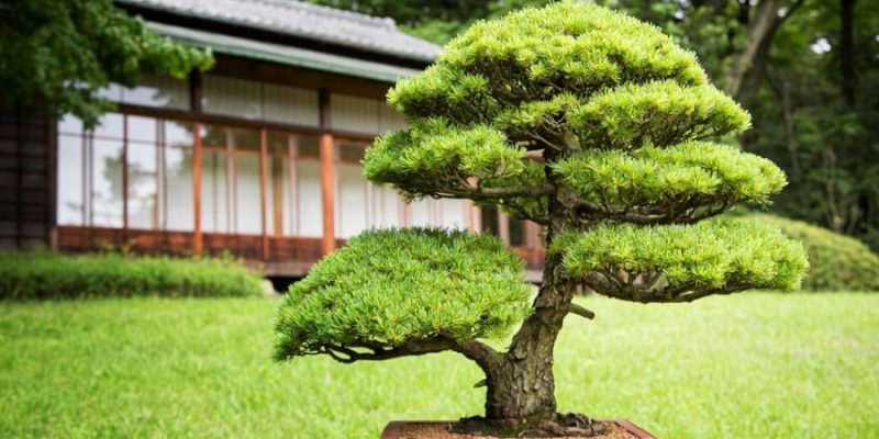 Care Guide for Juniper Bonsai Trees