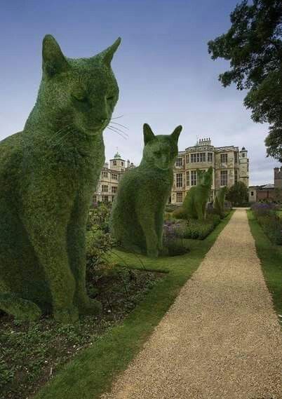 Cat Hedge