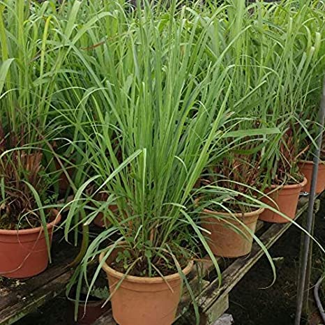 Citronella Grass