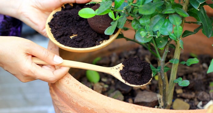 Coffee Grounds in Composting