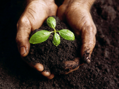 Compost Vs. Topsoil: Which is Better and When to Use? 