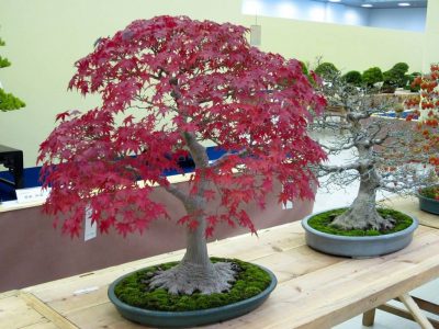 Cotoneaster Bonsai 