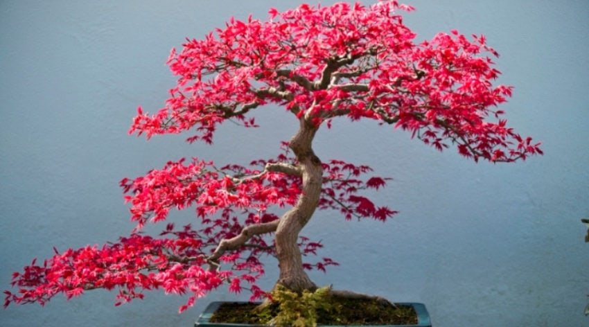 Cotoneaster Bonsai tree