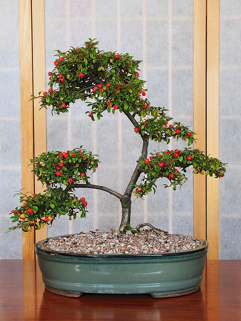 Cotoneaster