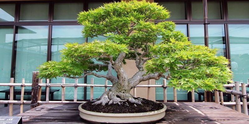 Everything You Need to know about Japanese Bonsais Trees 