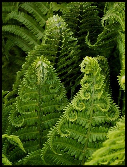 Ferns