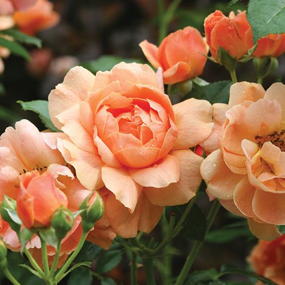 Floribunda Roses