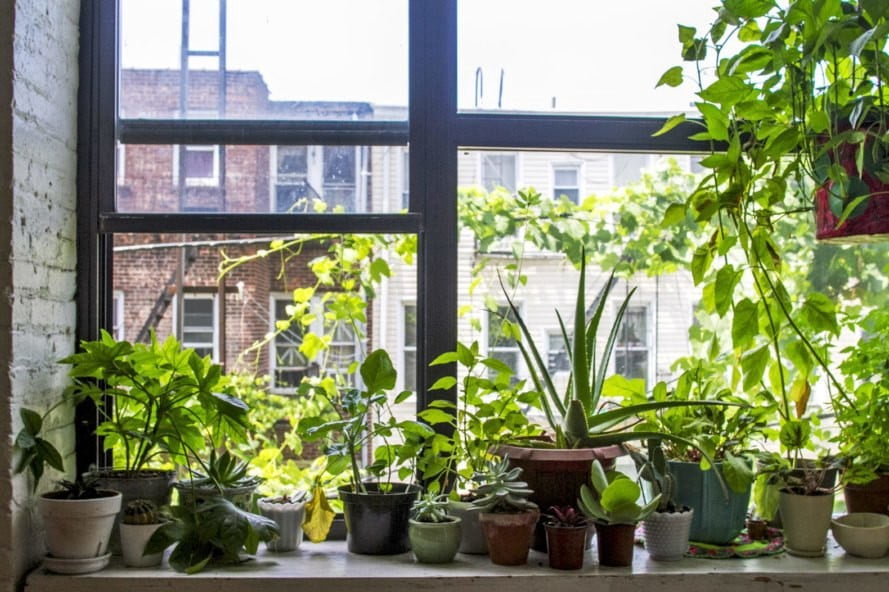 Garden in Front of Windows