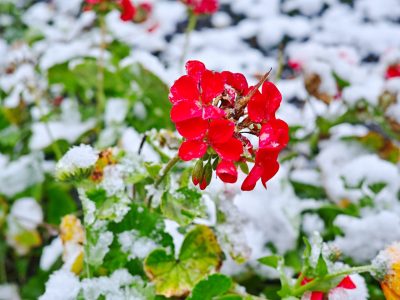 Geraniums in Winter