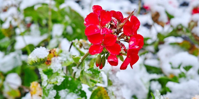 Geraniums in Winter