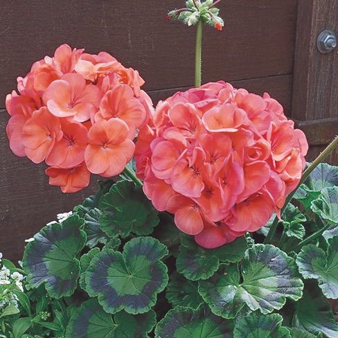 Geraniums