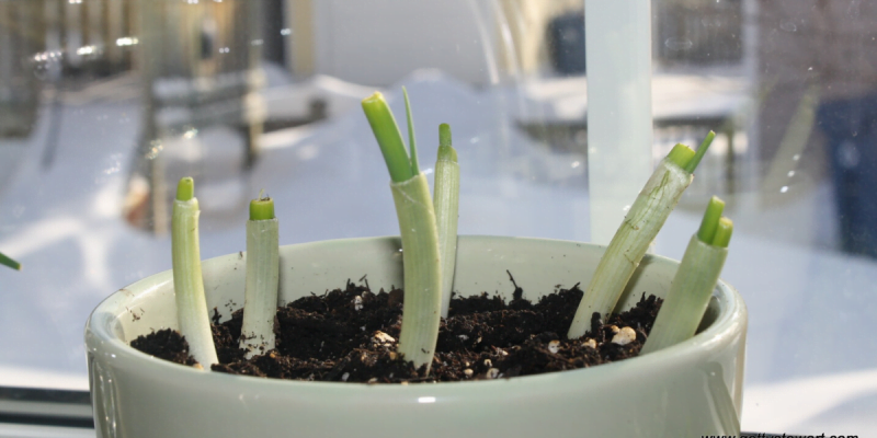 Grow Green Onions from Cuttings