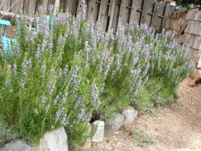 Grow Rosemary