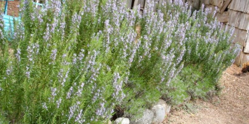 Grow Rosemary