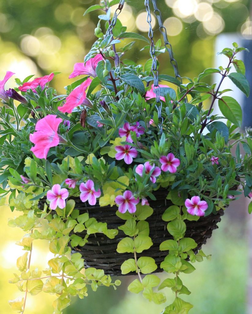 Hanging Containers