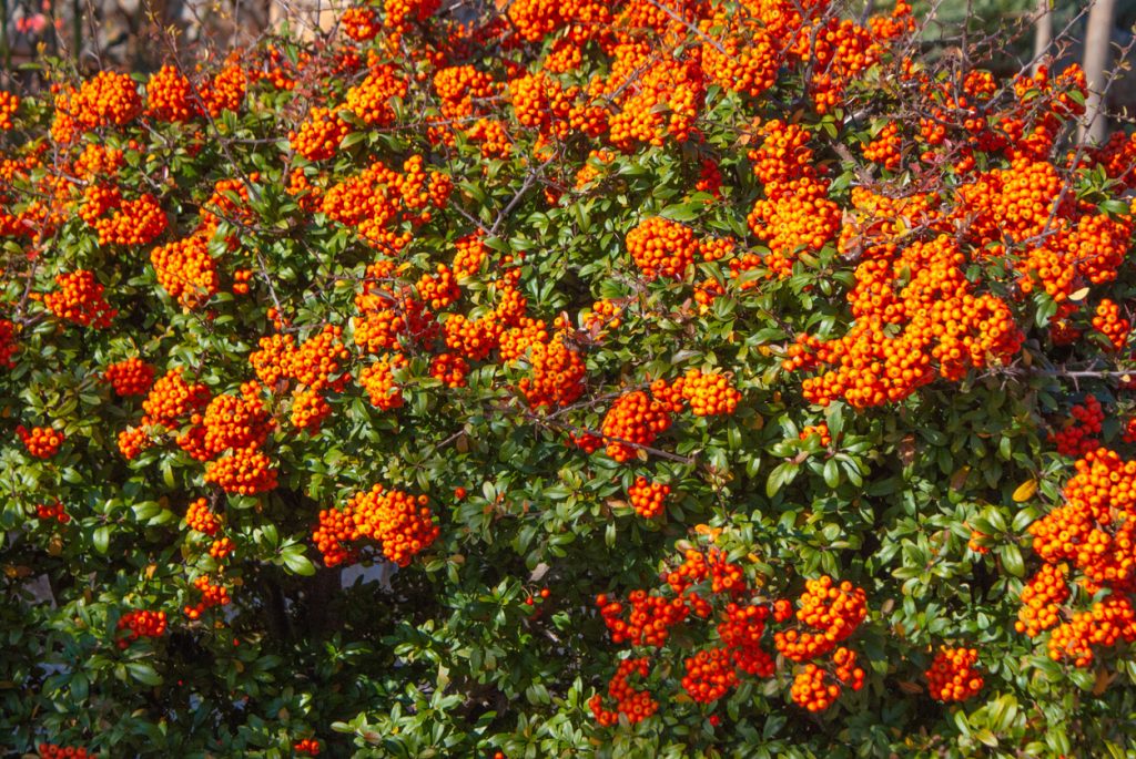 Hedge Garden