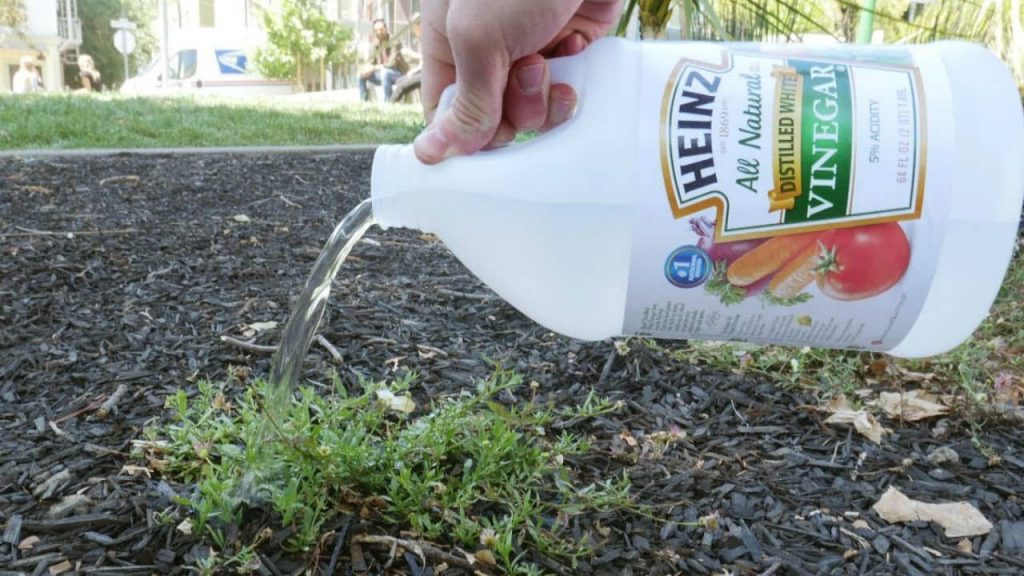 How to Apply Vinegar as Weed Killer