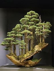 Japanese Bonsai