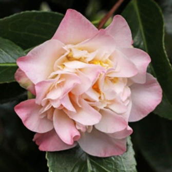 Japonica Ballet Dancer Camellia