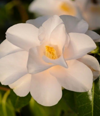 Japonica Hagoromo Camellia