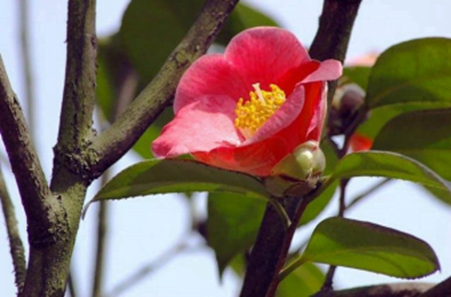 Japonica Korean Fire Camellia