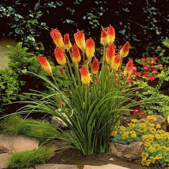 Kniphofia