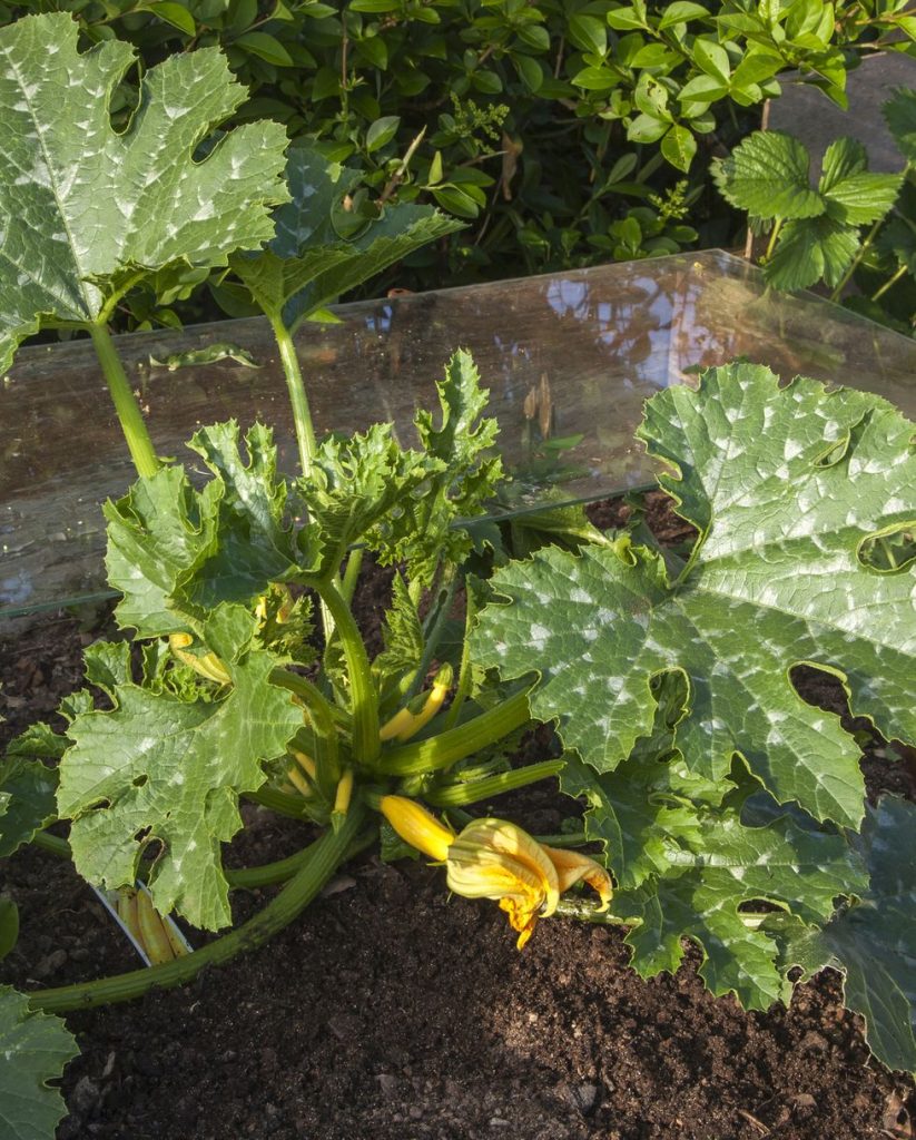 Make Allotment Patches