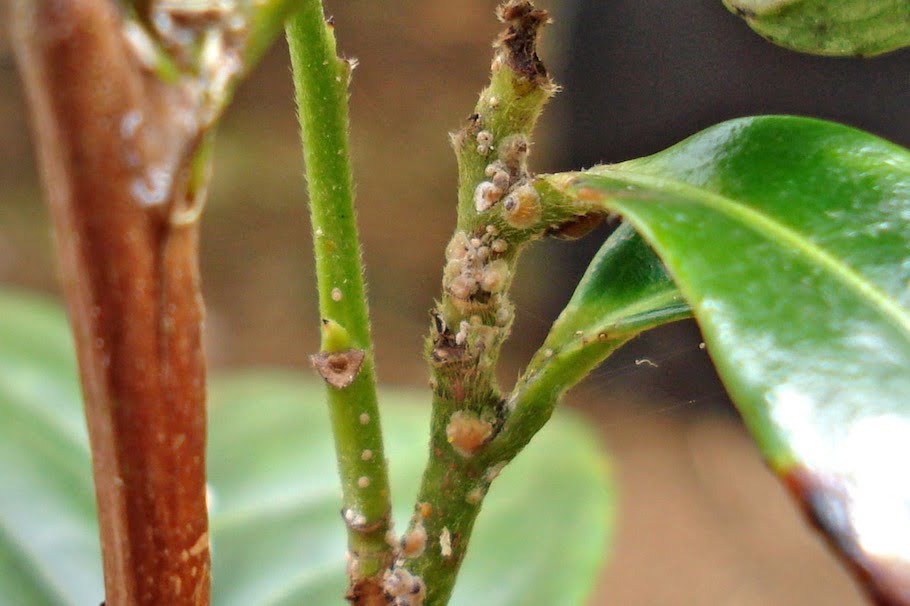 Mites, Scales, and Aphids