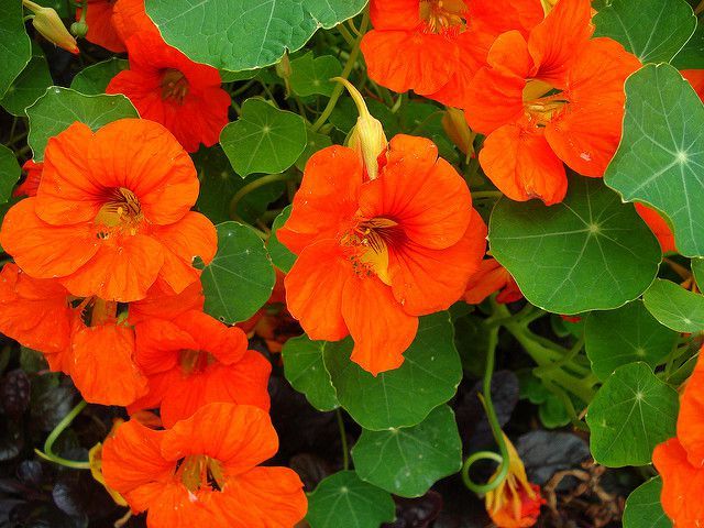 Nasturtium Easily Repels Flies