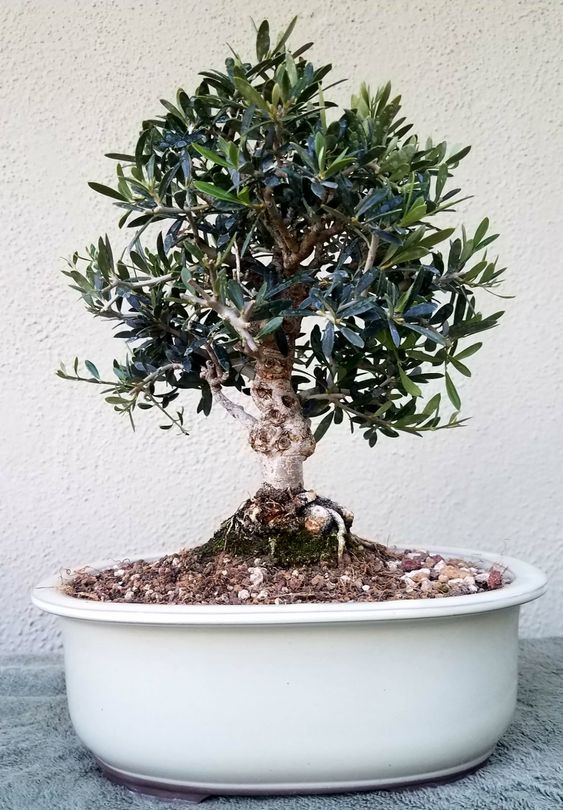 Olive Bonsai