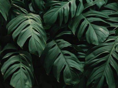 Philodendrons varieties and the type of care you need to take to grow them!