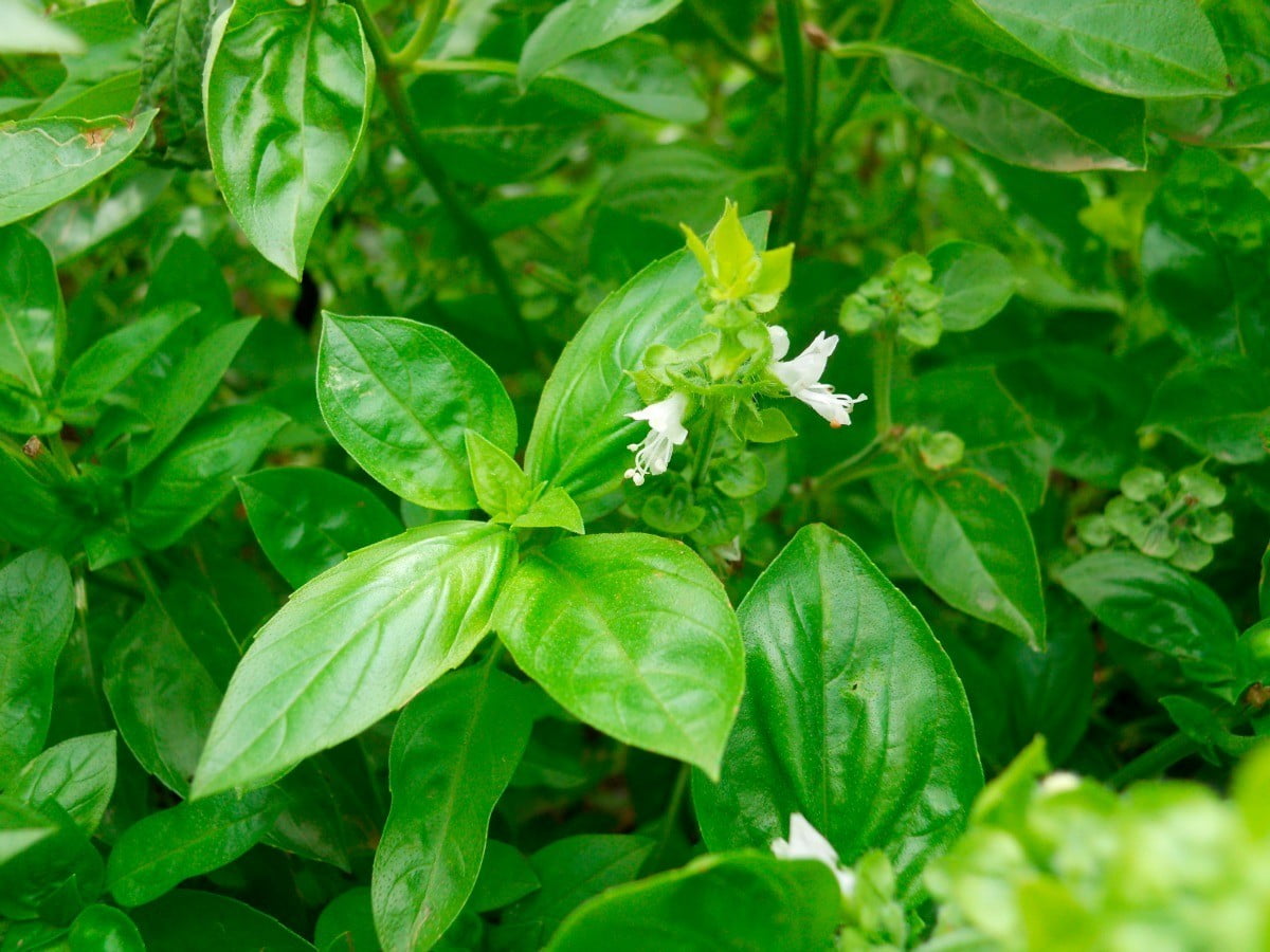 Pinch Your Plants and De-Flower