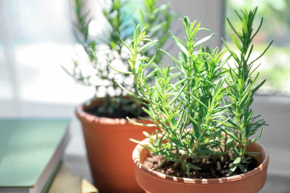 Planting Rosemary