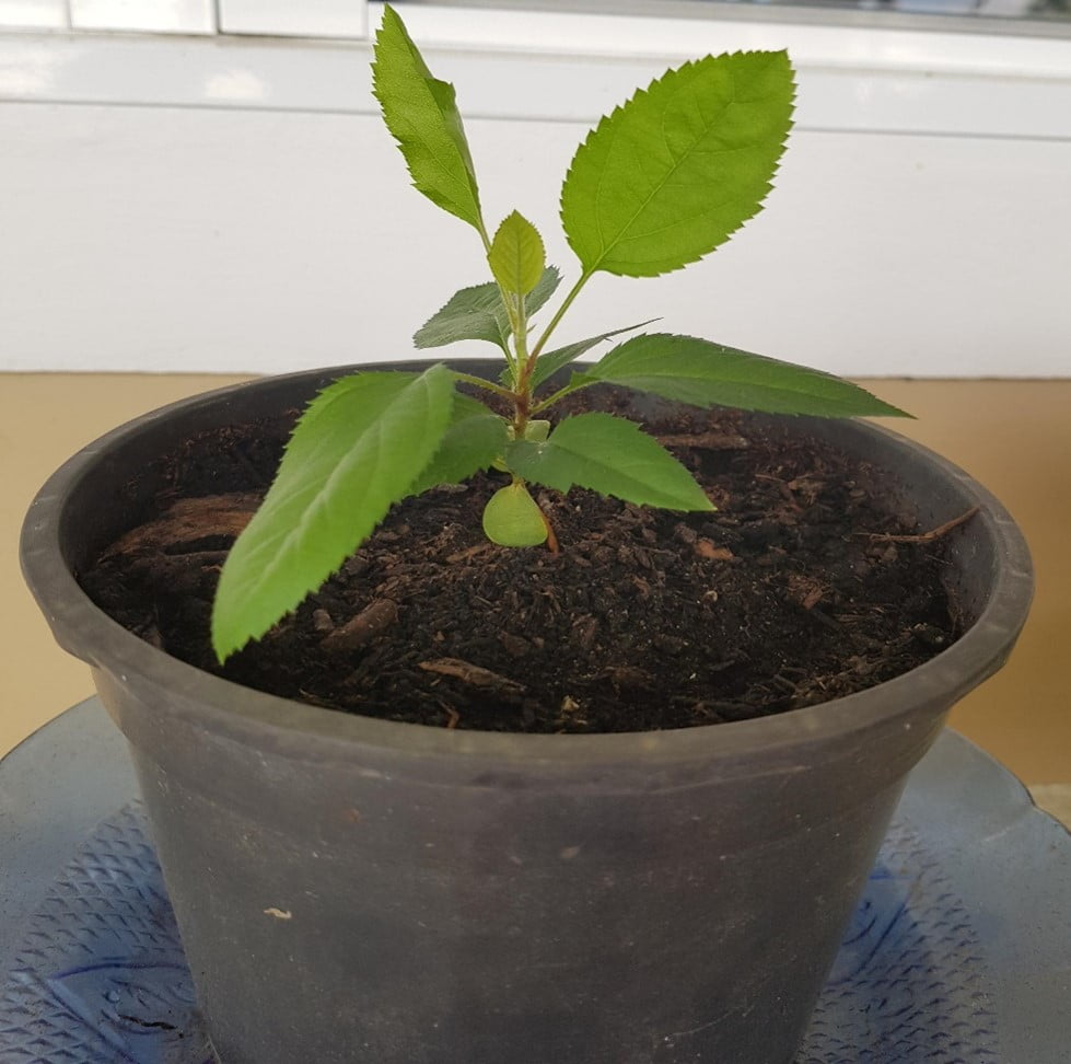 Planting a Bonsai Tree