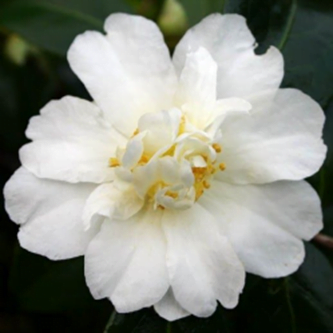 Polar Ice Camellia