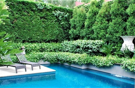 Pool garden hedges 