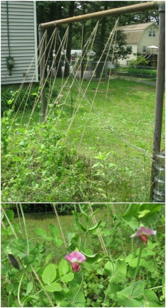 Repurposed Clothesline Trellis