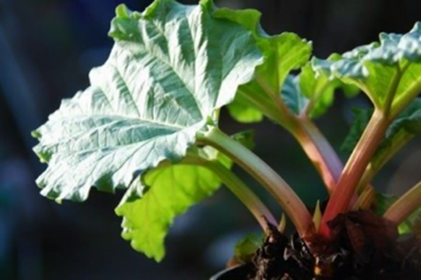 Rhubarb