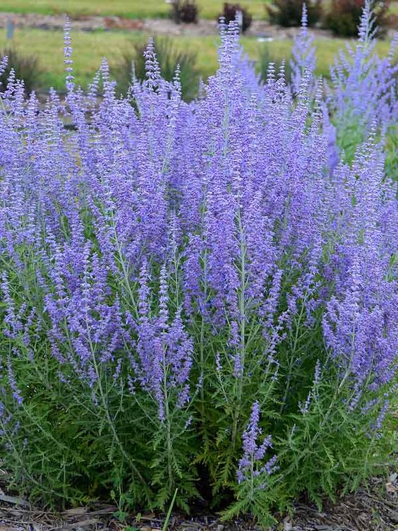 Russian Sage