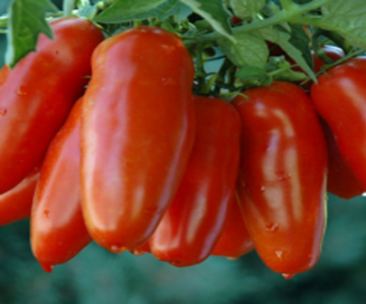 San Marzano Tomato